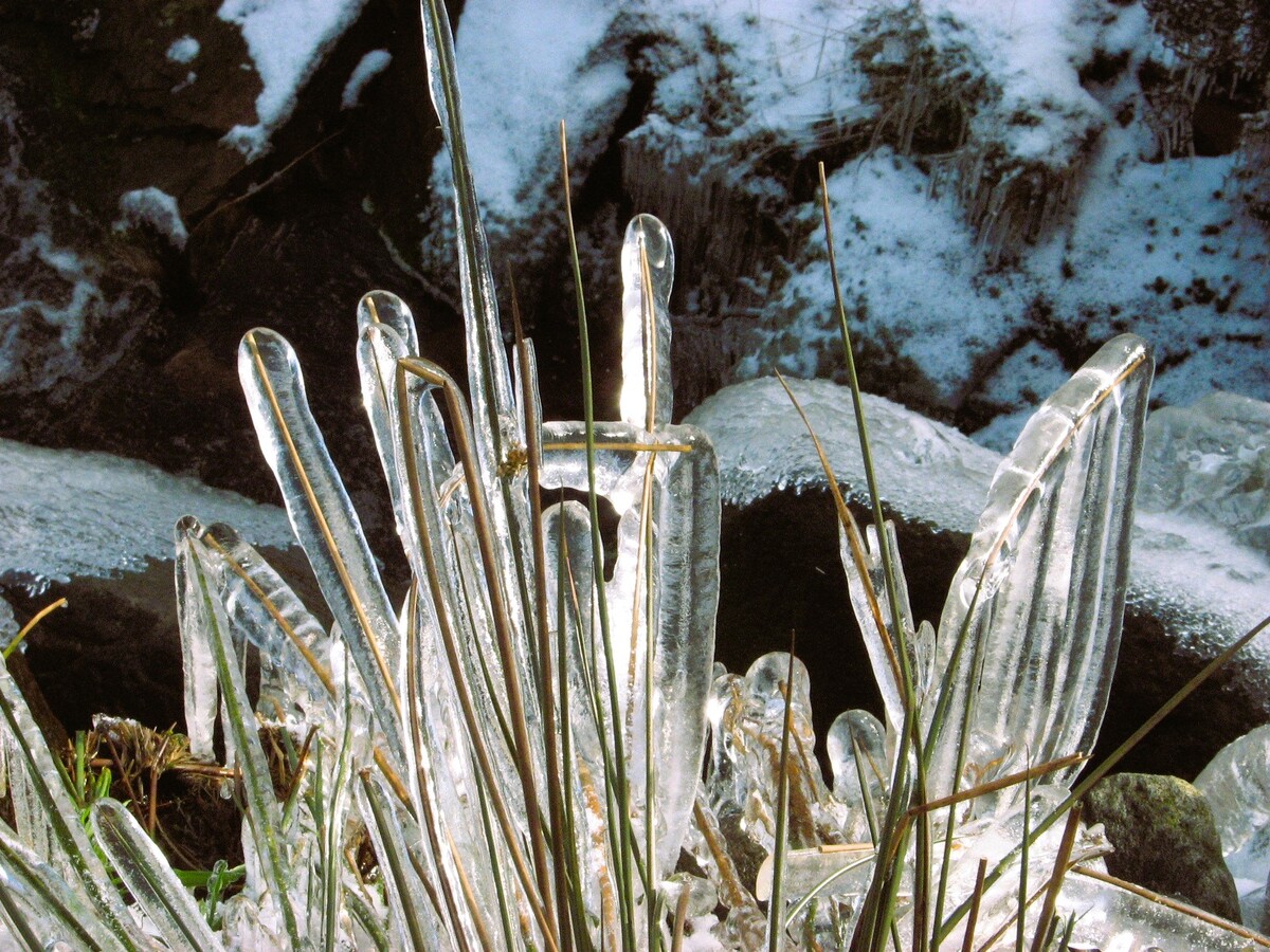 Frozen moor grass - Clive Bond